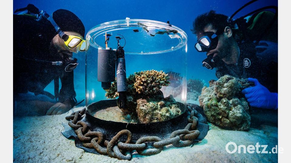 Wissenschaftler untersuchen im Roten Meer Korallen in einem Inkubator. Bild: Uli Kunz/Nature/dpa
