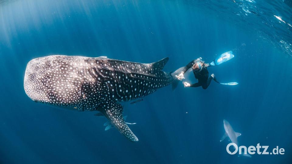 Ein Taucher nimmt Hautproben von einem Walhai vor der Küste Australiens. Bild: Rob Harcourt/Nature/dpa