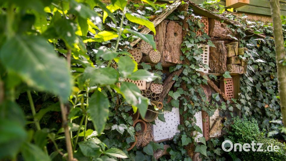 Mehr Summen, mehr Zwitschern: Wer Insekten in den Garten lockt, schafft für Vögel ein reiches Nahrungsangebot. Bild: Benjamin Nolte