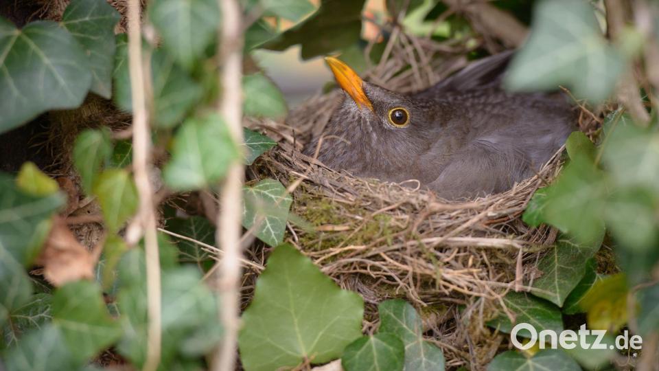 Mehr als nur Fassadenschmuck: Efeu bietet Vögeln Schutz und Platz zum Brüten. Bild: Candy Welz