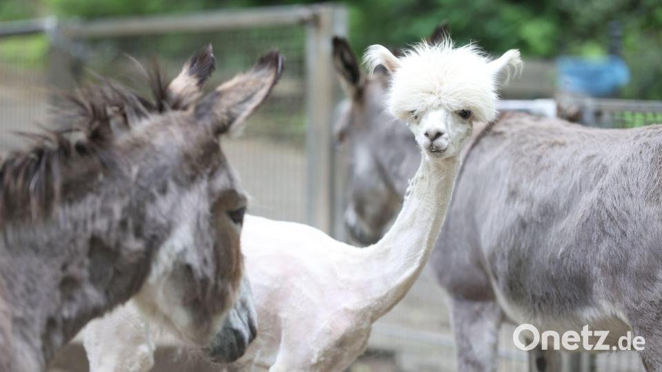 Alpaka Bonnie steht nach dem Frisörtermin mit Freunden im Gehege. Im Tiergehege Halberstadt gab es heute einen Frisörtermin für die Alpakas. J Bild: Matthias Bein/dpa