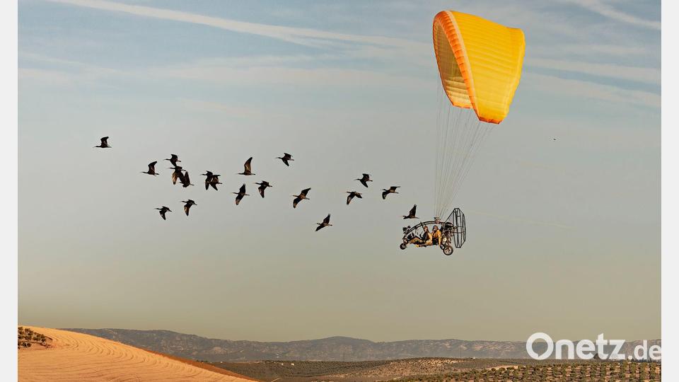 Wissenschaftler begleiten Waldrappen bei ihrem Zug nach Spanien. Bild: Gunnar Hartmann/Nature/dpa
