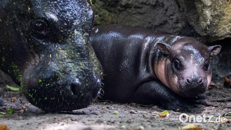 Nachwuchs bei den Zwergflusspferden: Das Neugeborene namens Brötchen geht neben der Mutter Debbi bei einem ersten Ausflug im Zoologischen Garten. Bild: Carsten Koall/dpa