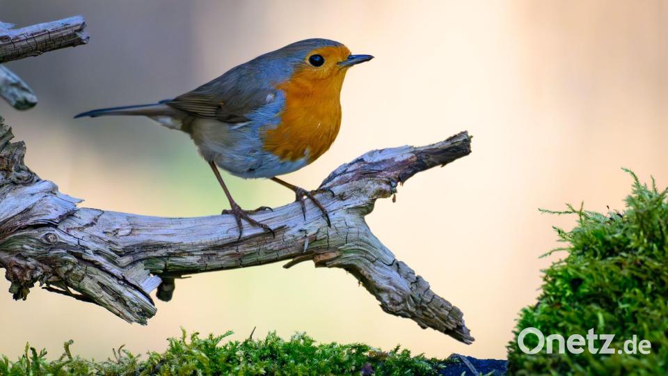 Mit den richtigen Pflanzen wird der Garten zum beliebten Treffpunkt für viele Vogelarten. Bild: Patrick Pleul
