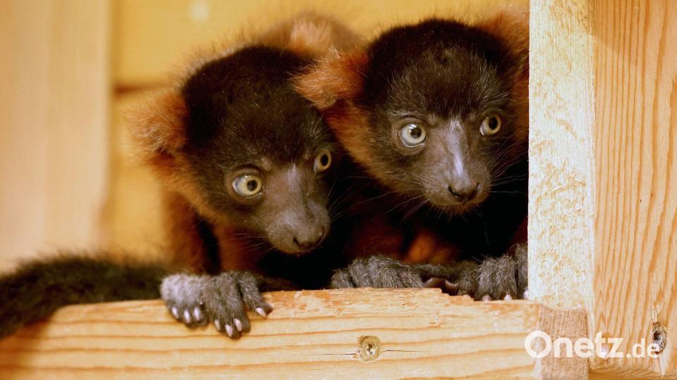 Hast Du das gesehen? Kleine Rote Varis sitzen in ihrem Gehege im Vogelpark in Marlow in Mecklenburg-Vorpommern. Bild: Bernd Wüstneck/dpa