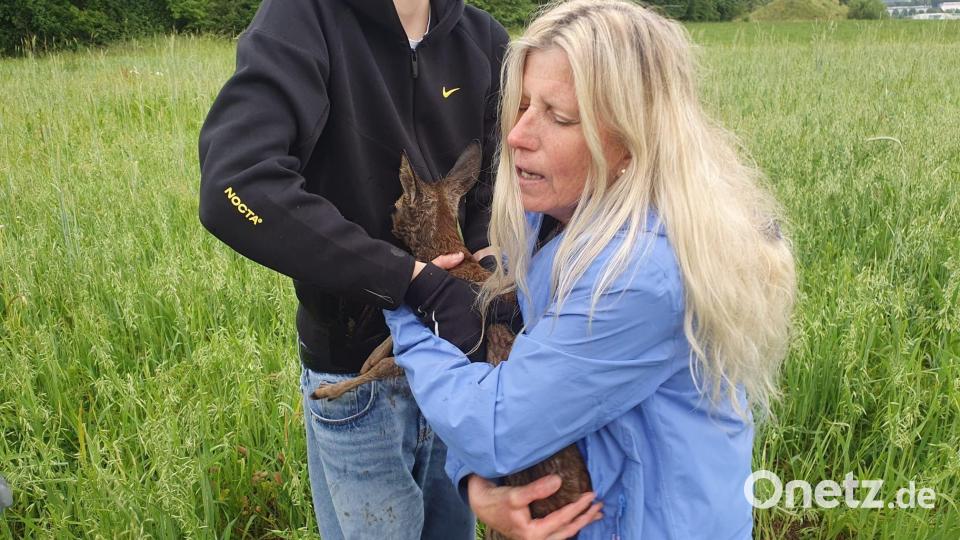 Bei einem Unfall wurde ihre Mama getötet, aber die beiden Rehkitze konnten im angrenzenden Bereich gefunden und gerettet werden. Bild: Peter Luschner