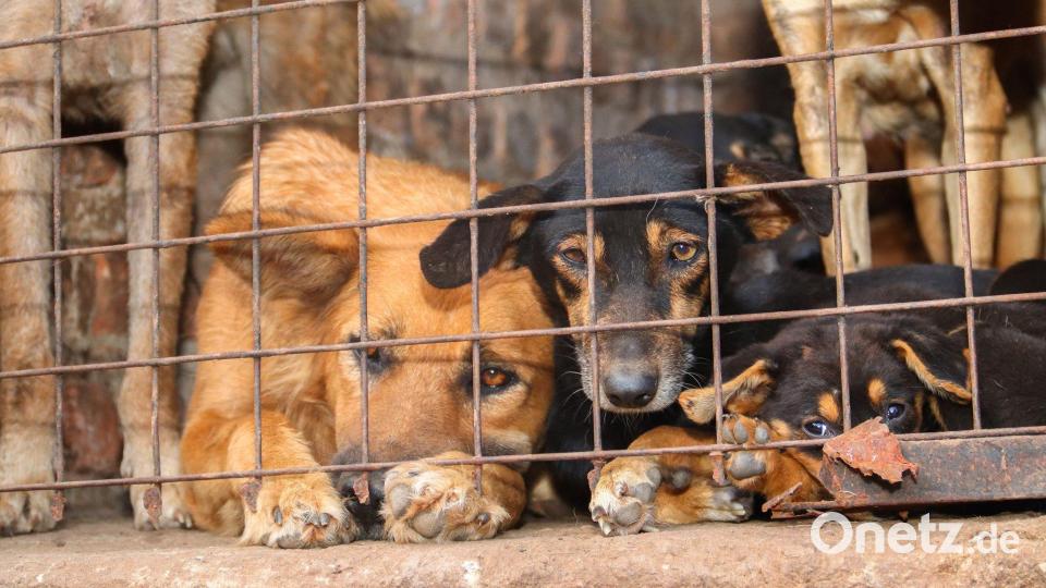 Für inszenierte Rettungsaktionen werden Tiere oft absichtlich misshandelt. Bild: Handout / Berlin/Animal Welfare Alliance Uganda/dpa