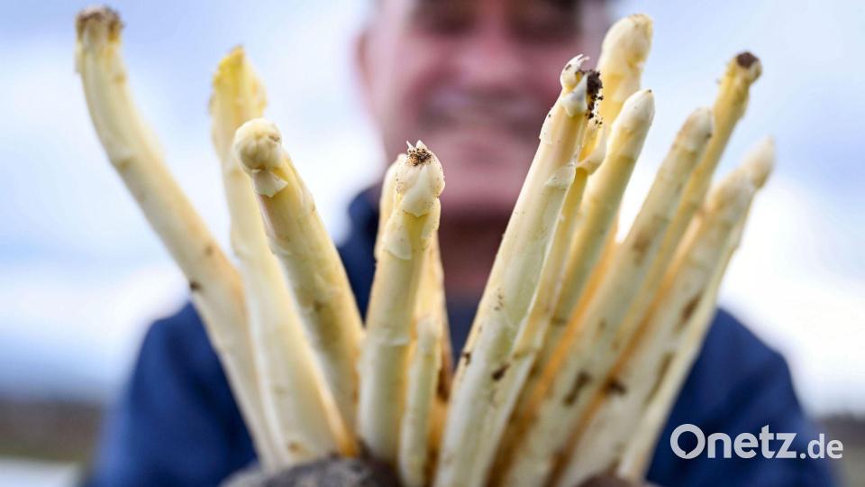 Zum Ende der Saison liegen die Preise für weißen Spargel aus Deutschland wieder über den saisonalen Tiefpreisen. (Archivbild) Bild: Uli Deck/dpa