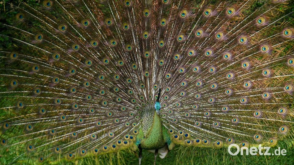 Bin ich nicht schön? Ein Pfau stellt sich zur Schau im Zoo von Bandung in Indonesien. Bild: Dimas Rachmatsyah/ZUMA Press Wire/dpa