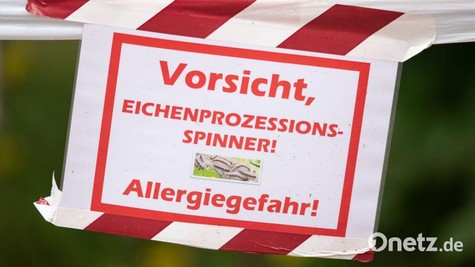 Die können schwere allergische Reaktionen, Hautreizungen und Atembeschwerden auslösen. (Archivbild) Bild: Friso Gentsch/dpa