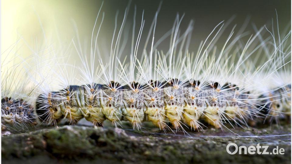 Bei den deutlich erkennbaren Haaren handelt es sich aber nicht um die Brennhaare. Diese sind so winzig, dass sie mit bloßem Auge nicht zu sehen sind. (Archivbild) Bild: Patrick Pleul/dpa-Zentralbild/dpa