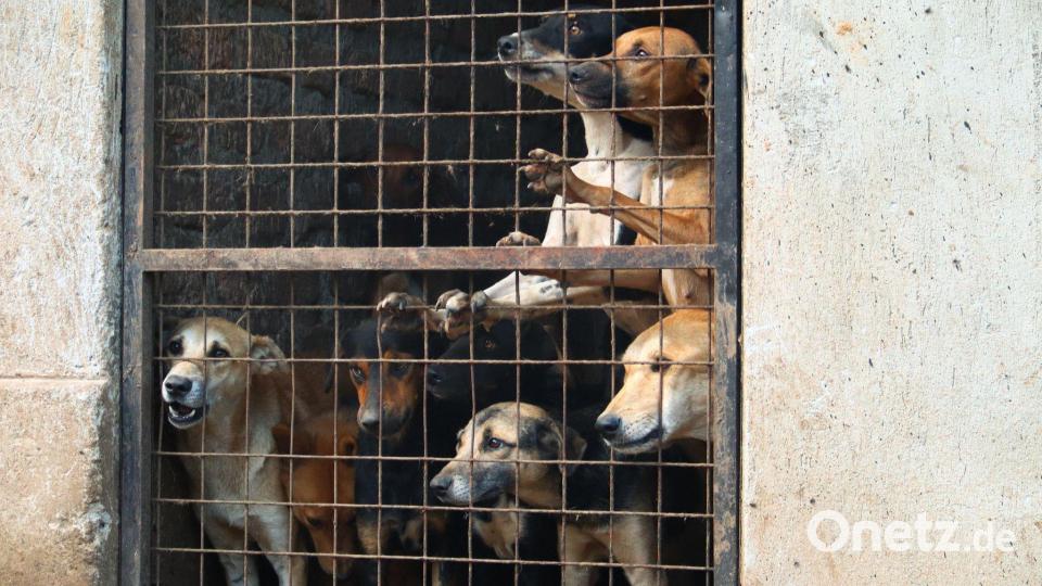 Besonders in Uganda gab es zuletzt erschütternde Fake-Rescues. Bild: Handout / Berlin/Animal Welfare Alliance Uganda/dpa