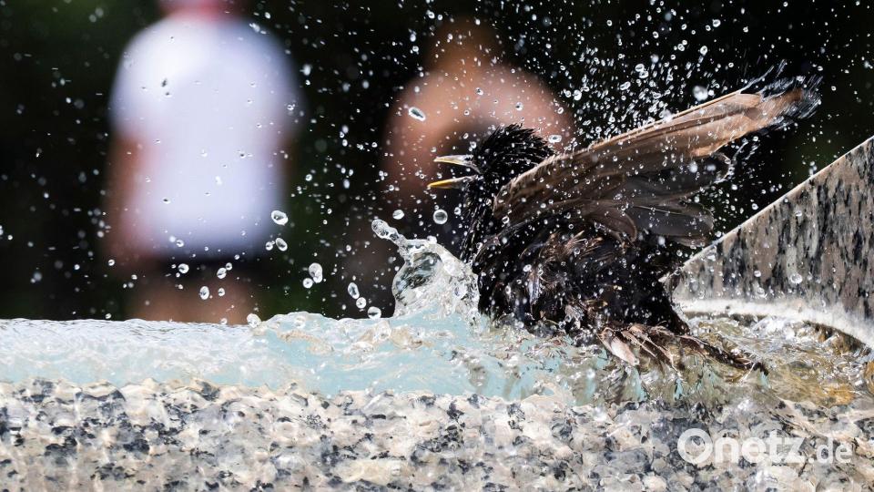 Ein Star taucht in einen Springbrunnen am Denkmal für den Zweiten Weltkrieg auf der National Mall in Washington ein. Bild: Manuel Balce Ceneta/AP/dpa