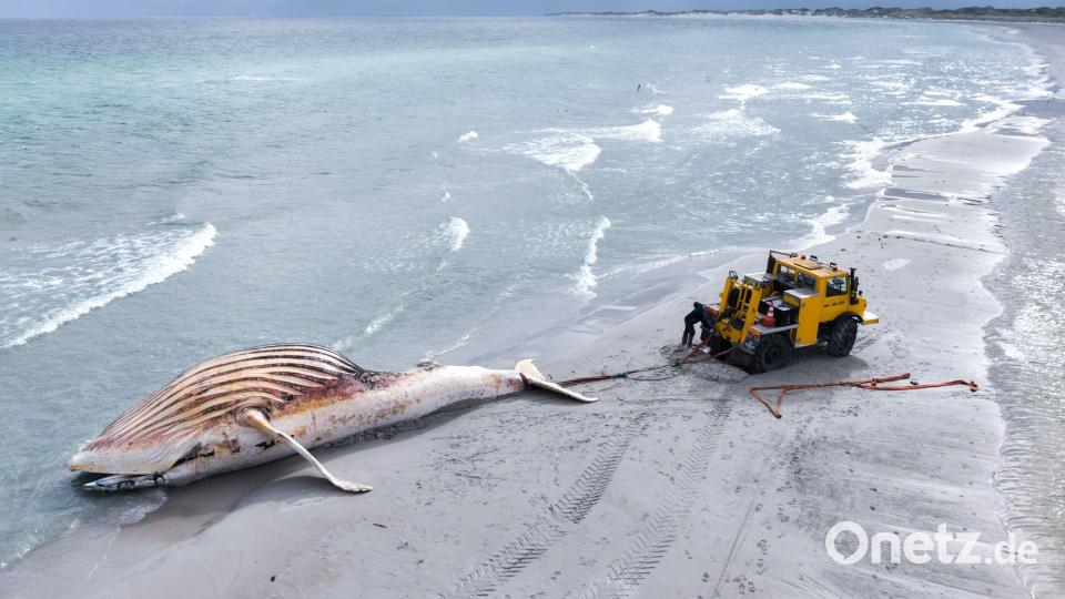 Der Wal war vor der dänischen Insel Anholt gestrandet. (Archivbild) Bild: Marcus Golejewski/dpa