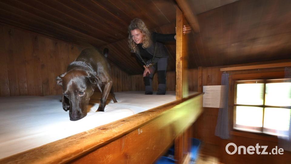 Bettwanzen-Spürhund Linus schnüffelt durch die Betten, begleitet von Hundeführerin Laura Pannasch. Bild: Karl-Josef Hildenbrand/dpa