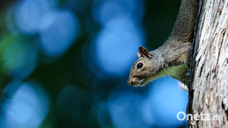 Viele Eichhörnchen tummeln sich im DFB-Quartier und auf dem Trainingsgelände der Wake Forest University. Bild: Jan Woitas/dpa