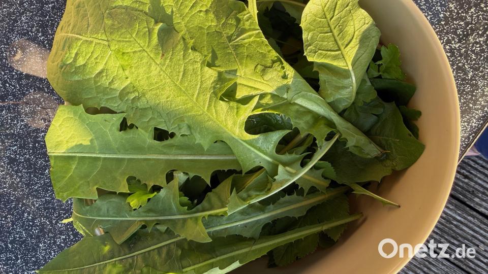 Löwenzahnblätter sind die wohl bekanntesten Pflanzen mit heilsamem Effekt, die im eigenen Garten zu finden sind. Doch es gibt noch mehr Gewächse aus dem heimischen Milieu, die uns guttun. Bild: Susanne Forster