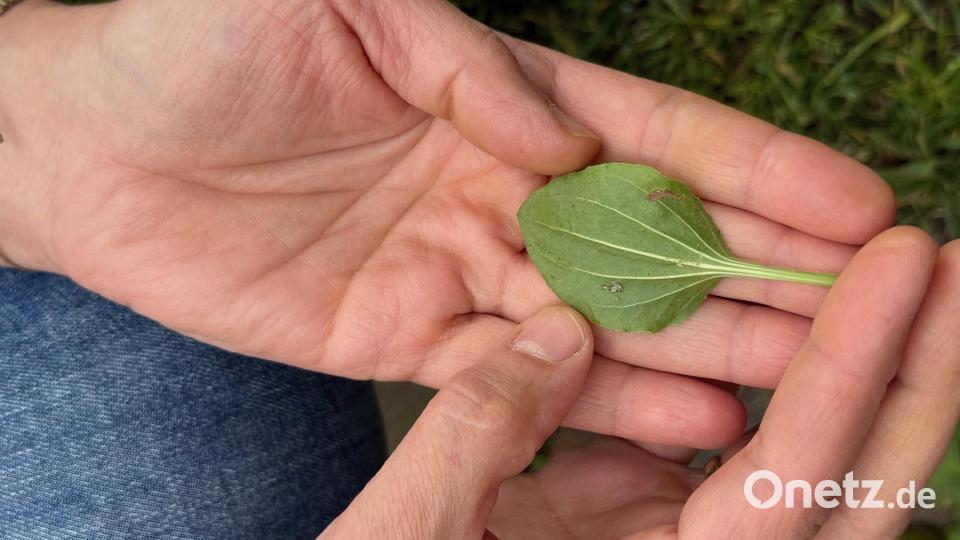 Ein Breitwegerichblatt kann als natürliches Blasenpflaster für Füße verwendet werden. Bild: Susanne Forster