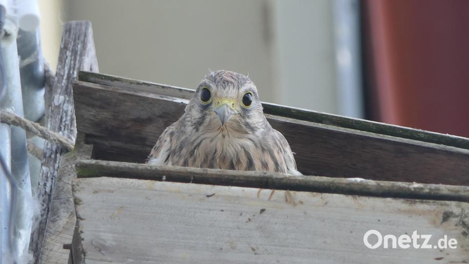 Guck mal, wer da schaut. Die Turmfalken in Obersdorf werden flügge. Bild: Ilse Hauer