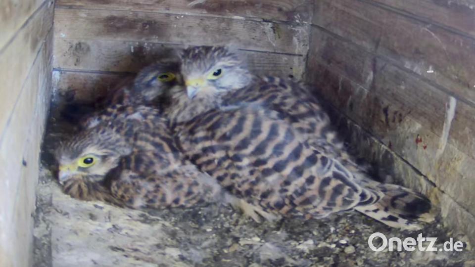 Drei junge Turmfalken konnte Familie Kastner in Obersdorf wieder über ihre Webcam am Nistkasten beobachten. Bild: Ilse Hauer