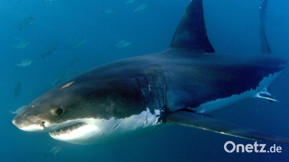 Haie bevölkern die Erde schon seit Hunderten Millionen Jahren. Bild: Helmut Fohringer/EPA/dpa