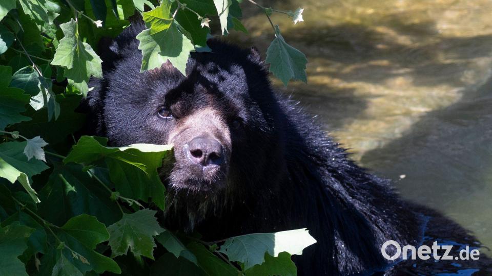 Jose, der Brillenbär, hat sich in der Wilhelma in den Schatten geflüchtet. Bild: Marijan Murat/dpa