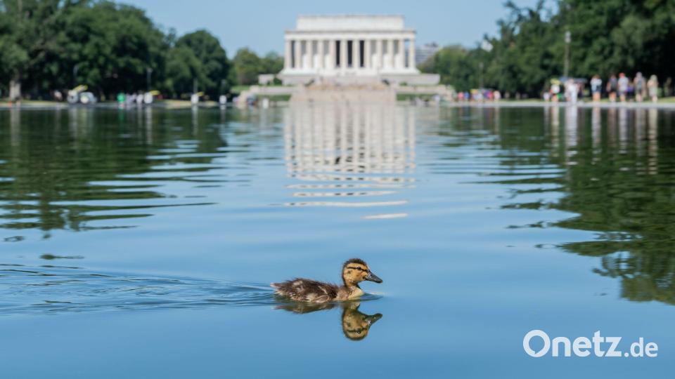 Ein Entenküken schwimmt durch grüne Algenflecken im Reflecting Pool des Lincoln Memorials in Washington. Bild: Matt Kaminsky/ZUMA Press Wire/dpa