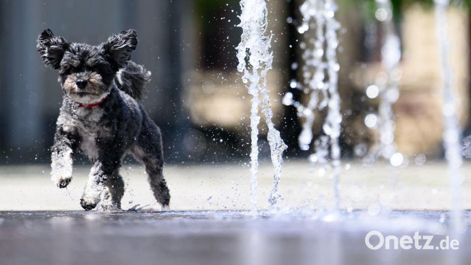 Abkühlung in Dresden: Bolonka Rosi jagt durch Wasserfontänen auf der Hauptstraße Bild: Robert Michael/dpa