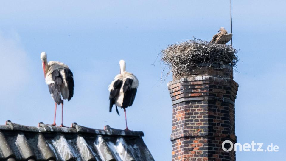 Rollenwechsel auf dem Dach – während die Störche draußen stehen, sitzt ein Gänsegeier im Nest Bild: Julian Stratenschulte/dpa