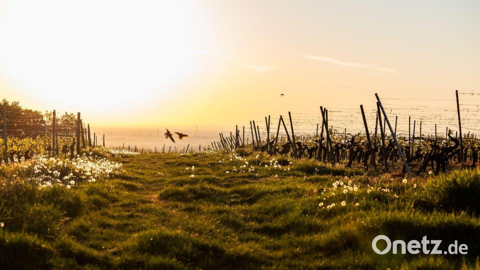 Schon am Morgen macht die Sonne mächtig Eindruck. (Archivbild) Bild: Jörg Halisch/dpa