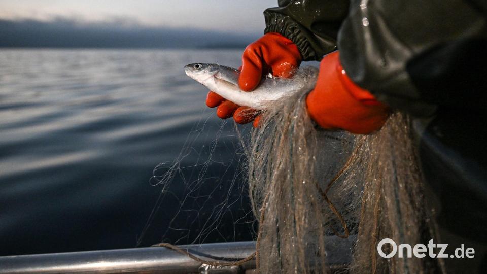 Felchen dürfen bald wieder gefischt werden. (Archivbild) Bild: Felix Kästle/dpa