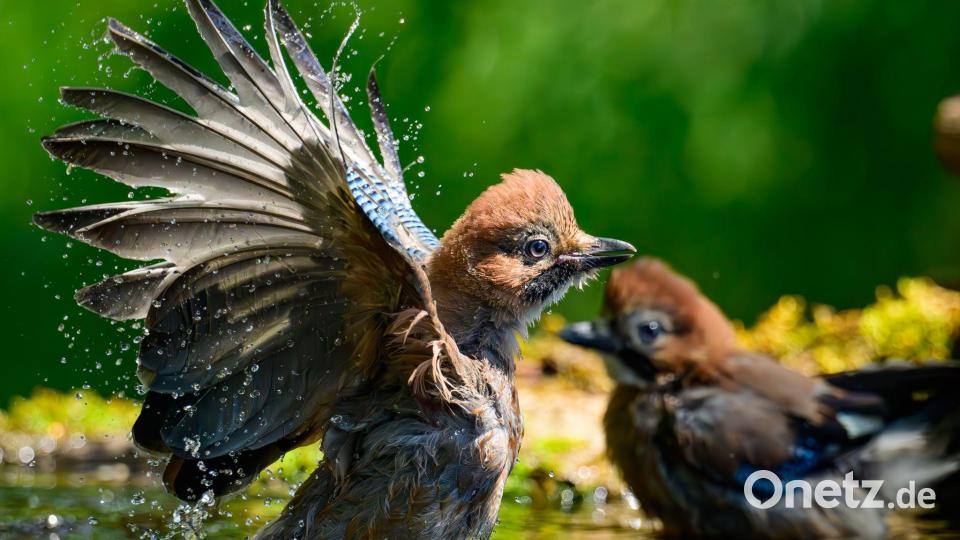 In Deutschland: Mit kräftigem Flügelschlag ins Nass – junger Eichelhäher gönnt sich Abkühlung am Sommertag Bild: Patrick Pleul/dpa