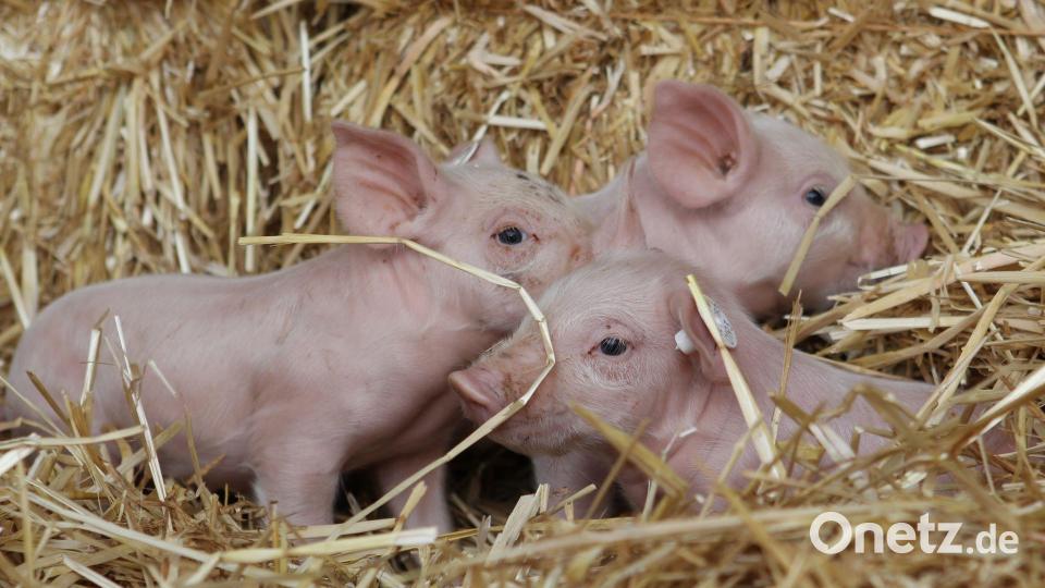 Linken-Chefin Ines Schwerdtner beruft sich gern auf die Fabel von den drei kleinen Schweinchen. (Archivbild) Bild: picture alliance / dpa