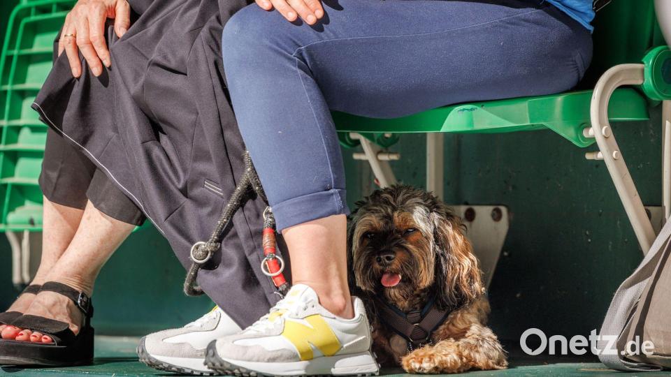Heiß für alle Beteiligten - ein Hund auf der Tribüne sucht Schutz unter dem Sitz. Bild: Friso Gentsch/dpa