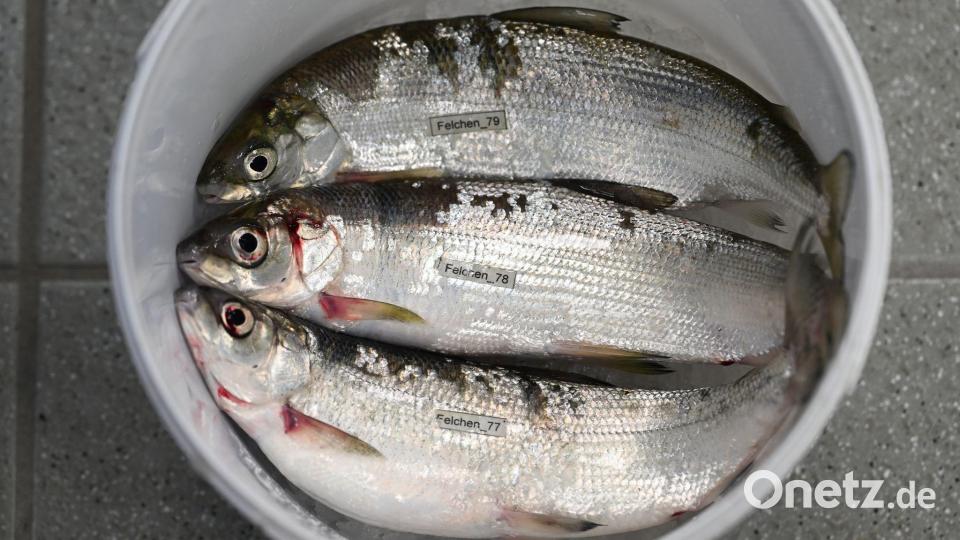 Der Felchen ist der beliebteste Speisefisch des Bodensees. (Archivbild) Bild: Felix Kästle/dpa