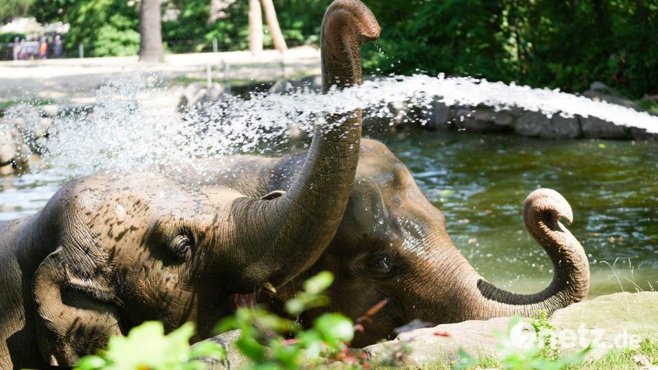 In Berlin: Gegen die Gluthitze: Tierpfleger sorgt mit Schlauch für eine Wasserparty bei zwei Elefanten Bild: Sven Kaeuler/dpa