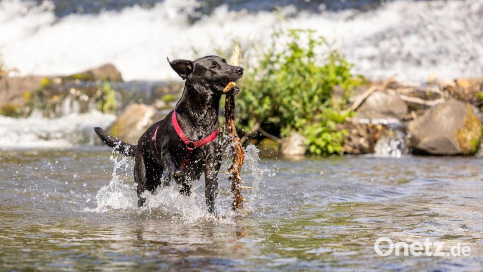 Die Hitze abschütteln - ein Hund spielt in der Lahn. Bild: Christian Lademann/dpa