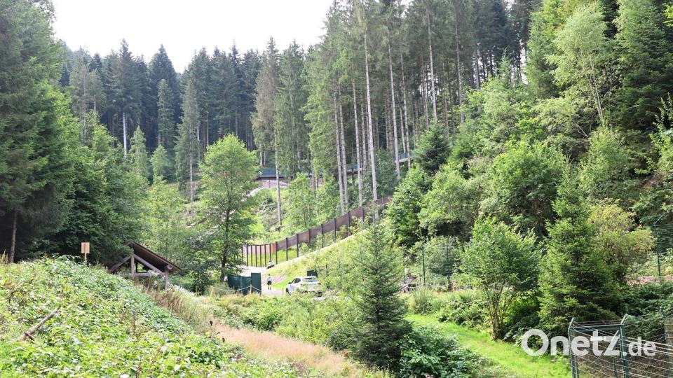 Brunos Schwester Gaia lebt nach ihrem tödlichen Angriff auf einen Jogger im Bärenpark Schwarzwald. (Archivbild) Bild: Bernd Weißbrod/dpa