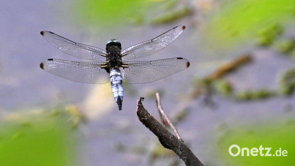 Eine Großlibelle, ein männlicher Spitzenfleck (Libellula fulva), fliegt von einem Ast weg. Bild: Michael Bahlo/dpa