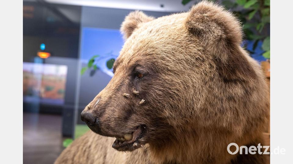Brunos Schicksal gilt als tragisches Beispiel für den Konflikt zwischen Mensch und Wildtier. (Archivbild) Bild: Peter Kneffel/dpa
