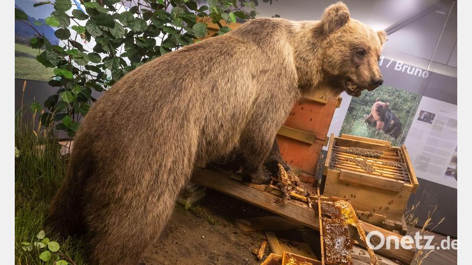 Der Braunbär Bruno steht ausgestopft im Museum. (Archivbild) Bild: Peter Kneffel/dpa