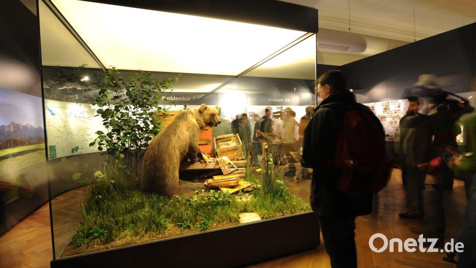 In der Vitrine kann der Braunbär besichtigt werden. (Archivbild) Bild: picture alliance / dpa