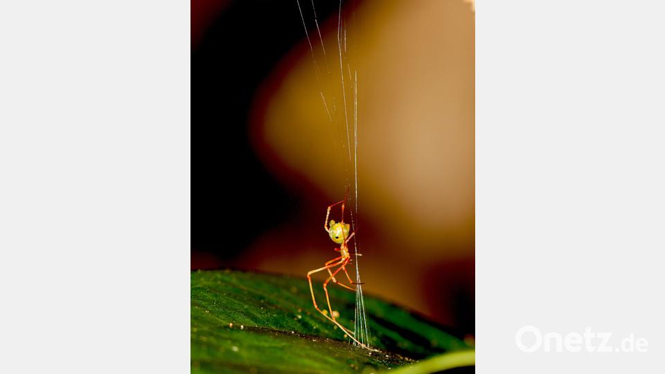 Eine australische Ballista-Spinne beim Bau einer Falle für Ameisen. Bild: Pranav Joshi/Ajay Narendra/dpa