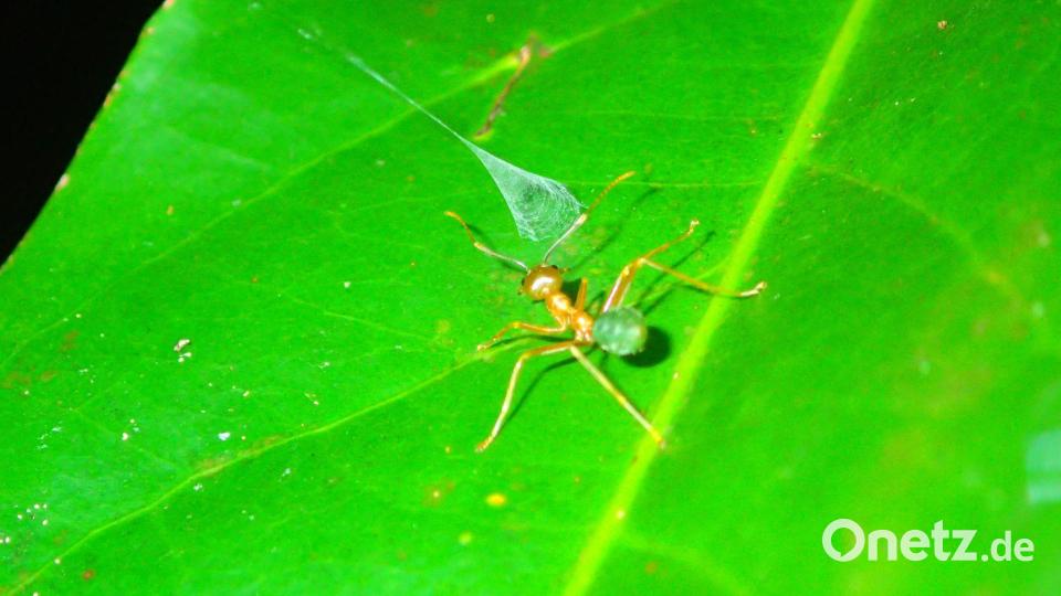 Eine Weberameise nähert sich der aufgebauten Falle einer australischen Ballista-Spinne. Bild: Greg Anderson/Ajay Narendra/dpa