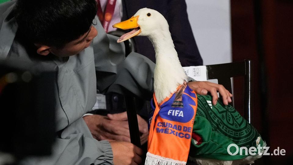Mexiko-Stadt: Mexikos WM-Ente „Merlin“ watschelt im Nationaltrikot in Sheinbaums Pressekonferenz Bild: Marco Ugarte/AP/dpa