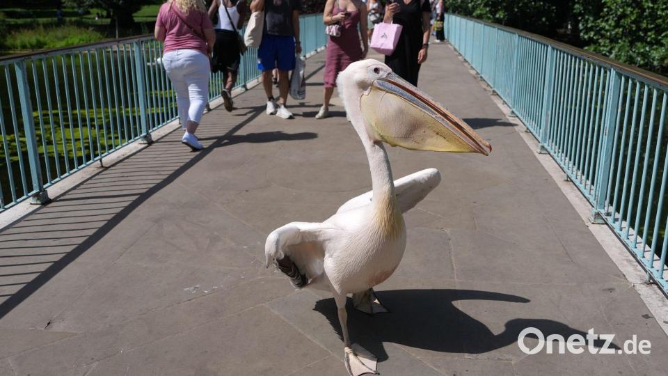 London: Ein Pelikan als Mit-Spaziergänger – St. James’s Park erlebt tierischen Brückenverkehr am heißen Sommertag Bild: Alastair Grant/AP/dpa
