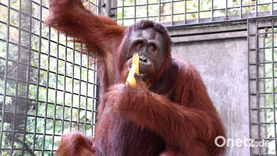 Die Rehabilitation von Himba dauerte fast 15 Jahre. Bild: -/BOS Foundation/dpa