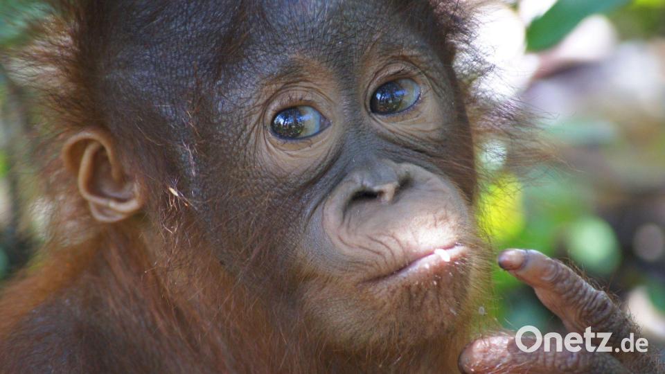 Im Waldkindergarten und in der Waldschule lernte Himba alles über das Leben im Dschungel. Bild: -/BOS Foundation/dpa