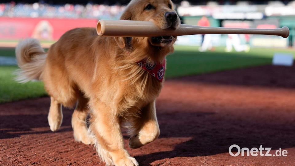 Bruce, der „Bat Dog“, führt vor einem Baseballspiel den zeremoniellen ersten Ballwurf durch. Bild: Jess Rapfogel/AP/dpa