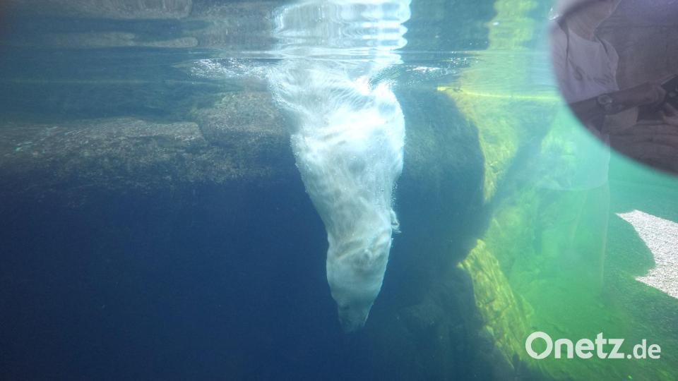 Eisbärin Victoria taucht ins Eismeer im Tierpark Hagenbeck. Bild: Marcus Brandt/dpa